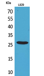 CD159a/c Polyclonal Antibody