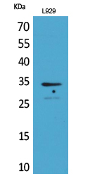 Osteoglycin Polyclonal Antibody