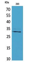 CGREF1 Polyclonal Antibody