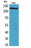 Cryopyrin Polyclonal Antibody