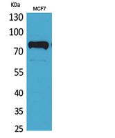 c-Myb Polyclonal Antibody