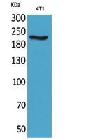 MYH-pan Polyclonal Antibody