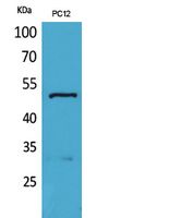 Tubulin α Polyclonal Antibody