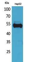 Ub Polyclonal Antibody