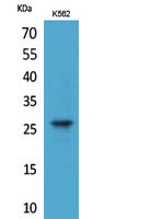 FGF-8 Polyclonal Antibody