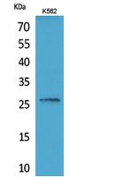 FGF-16 Polyclonal Antibody