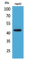 EP1 Polyclonal Antibody