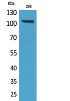 Neuropilin Polyclonal Antibody