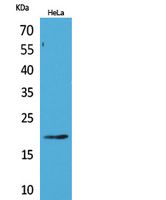 CD3-δ Polyclonal Antibody