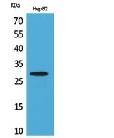 CD69 Polyclonal Antibody