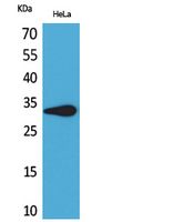 CD85f Polyclonal Antibody