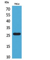 DCL-1 Polyclonal Antibody