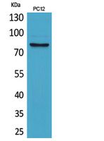 CD239 Polyclonal Antibody