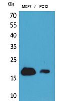 CD225 Polyclonal Antibody