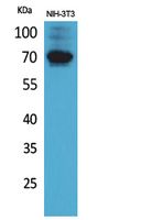 CD316 Polyclonal Antibody