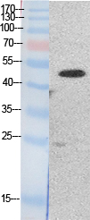 EF-1 α1/2 Polyclonal Antibody