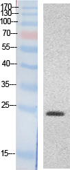 HMG-1 Polyclonal Antibody