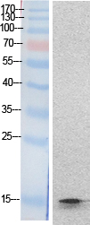 Histone H2B Polyclonal Antibody