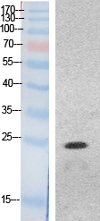 HMG-1 Polyclonal Antibody