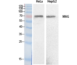 MAG Polyclonal Antibody