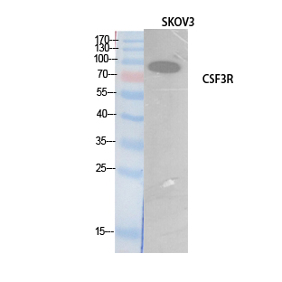 G-CSFR Polyclonal Antibody