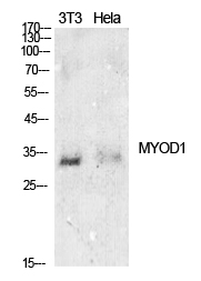 MyoD Polyclonal Antibody