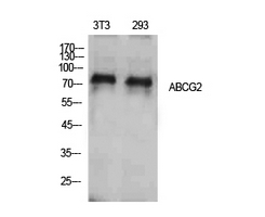 ABCG2 Polyclonal Antibody