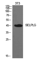 PSGL-1 Polyclonal Antibody