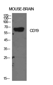 CD19 Polyclonal Antibody