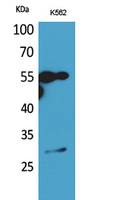 CD20 Polyclonal Antibody