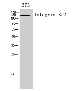 Integrin α2 Polyclonal Antibody