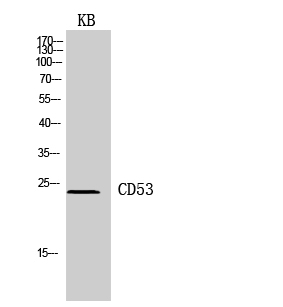 CD53 Polyclonal Antibody