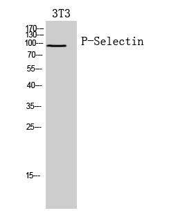 P-Selectin Polyclonal Antibody