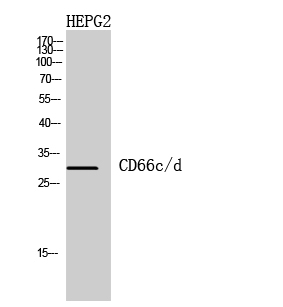 CD66c/d Polyclonal Antibody