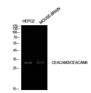 CD66c/d Polyclonal Antibody