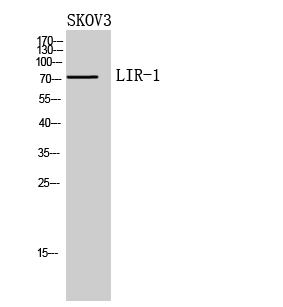 LIR-1 Polyclonal Antibody