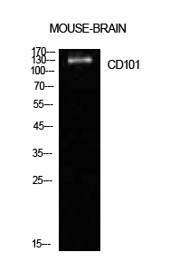 CD101 Polyclonal Antibody