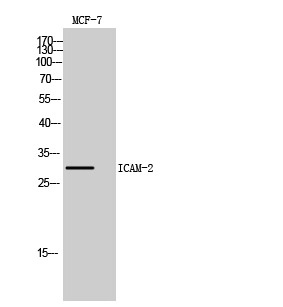 ICAM-2 Polyclonal Antibody