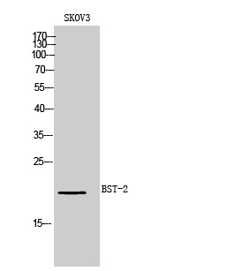 BST-2 Polyclonal Antibody