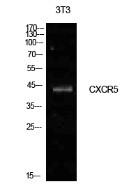 Blr1 Polyclonal Antibody