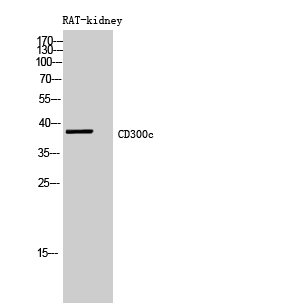 CD300c Polyclonal Antibody