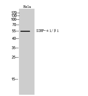 SIRP-α1/β1 Polyclonal Antibody