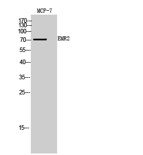 EMR2 Polyclonal Antibody