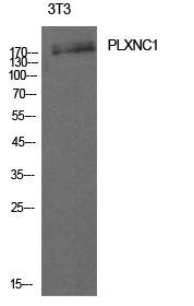 CD232 Polyclonal Antibody