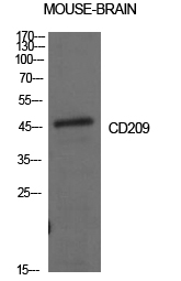 CD209 Polyclonal Antibody