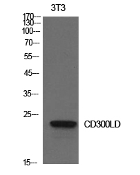 CD300d Polyclonal Antibody