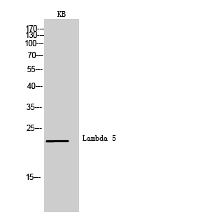 Lambda 5 Polyclonal Antibody