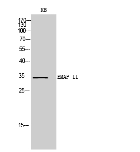 EMAP II Polyclonal Antibody