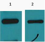 Myc-Tag Monoclonal Antibody