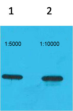 ECFP-Tag Monoclonal Antibody